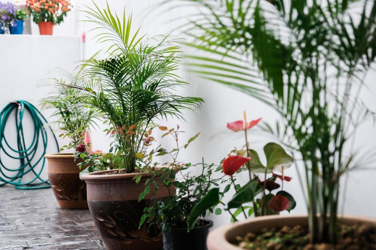 Comfy Sofy 21- Backyard Garden- Night Market Area Cameron Highlands Luaran gambar